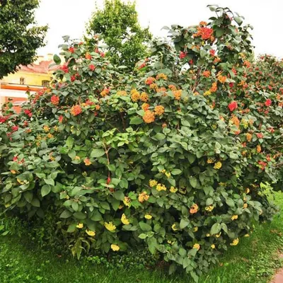 Калина бурейская Viburnum burejaeticum Regel et Herd