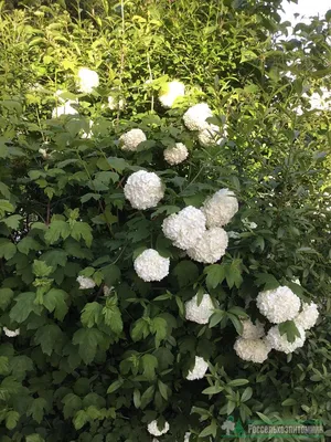 Калина обыкновенная ф. розовая (“Буль-де-неж”) Viburnum opulus f.rosea —  Artgeo