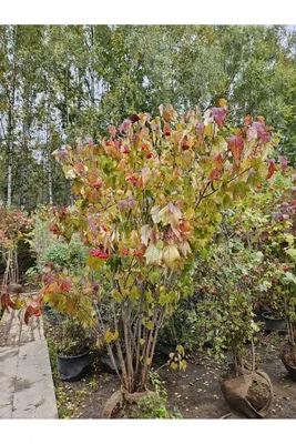 Калина обыкновенная (Viburnum opulus) - Лиственные растения весна 2024 года  - купить лиственные растения спирея, кизильник, барбарис, лапчатка.