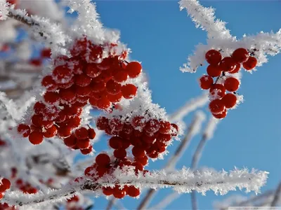 Кусты калины в заснеженных статусах - бесплатное фото