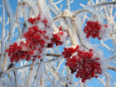 Калина зимой (Множество фото) - treepics.ru