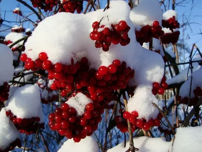 Калина - лучшая фотомодель зимой :: Татьяна Ракутина – Социальная сеть  ФотоКто