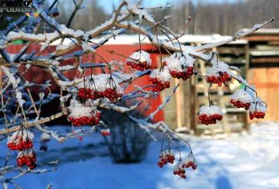Скачать обои снег, зима, макро, холод, ягоды разрешение 2560x1600 #126707
