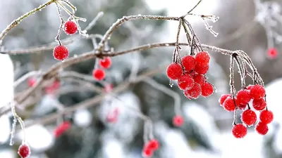 5 ягодных, которые украсят сад зимой | Фаско – надежный уход за  садом-огородом | Дзен