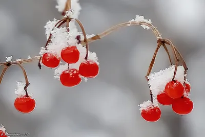 Калина Зима Природа - Бесплатное фото на Pixabay - Pixabay