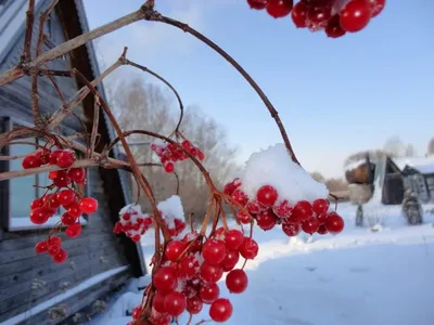 калина #природа #зима #январь #снег #viburnum #nature #winter #january  #snow #naturephotography #canonphotography #canon | Instagram