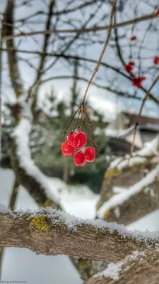 Калина зреет на морозе❄️🍒 #зима #калина #иней #природа #природапрекрасна  #природазимой #красота #красотавокругнас #фото #фотоприроды… | Instagram