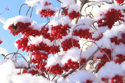 Калина замерли зимой, который под снегом Стоковое Изображение - изображение  насчитывающей праздник, макрос: 133656233