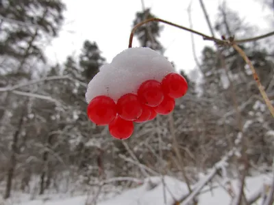 Калина зимой :: Дарья Лаврухина – Социальная сеть ФотоКто