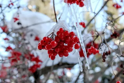 Саженец Калина обыкновенная в Москве ᐈ Купить, Цена – Интернет-магазин Свой  Питомник, Россия