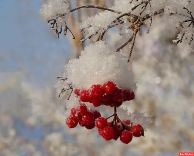 Красные ягоды зимой - 68 фото