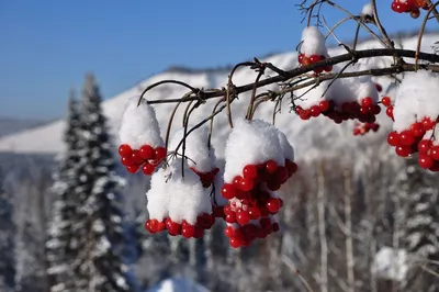 Winter Wonderland: Vibrant Red Berries and Snowy Branches
