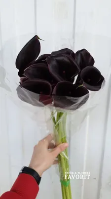 Black calla. Zantedeschia rehmannii cv. — Зантедесхия Рема… | Flickr