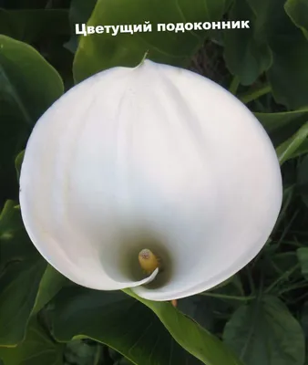 Калла эфиопская (Calla aethiopica)