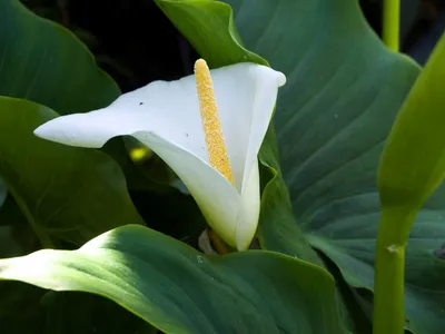 Калла Эфиопская (Calla aethiopica) купить в Украине на Roslynky.Market