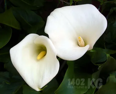 Калла эфиопская (Calla aethiopica)