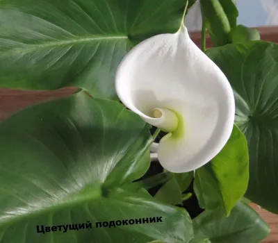 Калла эфиопская (Calla aethiopica)