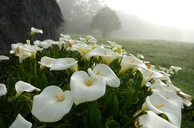 Калла эфиопская Альба (Calla aethiopica Alba) купить с доставкой по  Беларуси \"BuonRoza \"