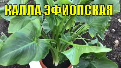 Калла Саншайн 1 шт/уп купить за 350 р. в садовом центре АСТ Медовое