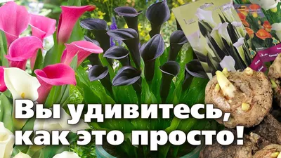 Калла микс / Зантедеския