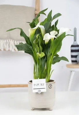 Калла Zantedeschia (Белый) 1шт купить в Бишкеке, Кыргызстан