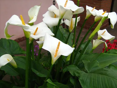 Калла эфиопская Альба (Calla aethiopica Alba) купить с доставкой по  Беларуси \"BuonRoza \"