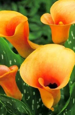 Заказать Zantedeschia 'Mango' с доставкой - Bloom.by