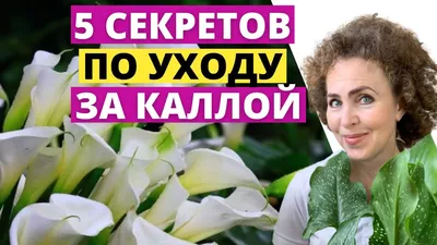Купить голландские каллы в интернет магазине в Москве