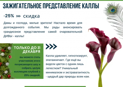 Букет из 21 сиреневой каллы Пако (01755) купить с доставкой в Архангельске