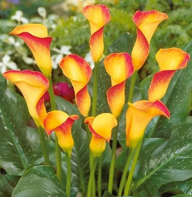 Купить Калла 12*40 фиолетовая Paco оптом | Paeonia