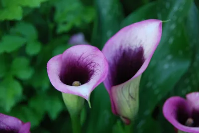 Купить Калла Paco 60см оптом | Paeonia