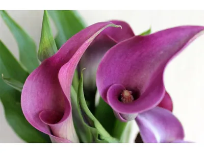 Каллы : CALLA-ZANTEDESCHIA- Калла-Зантедеския желто-красная