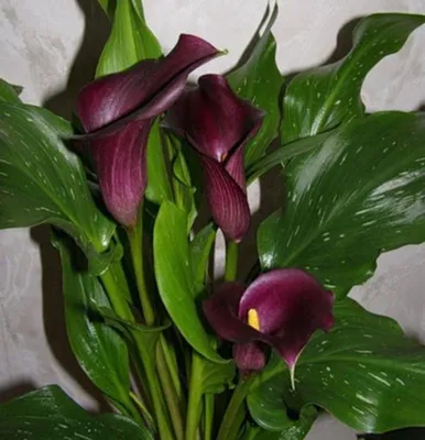 Калла эфиопская (Calla aethiopica)