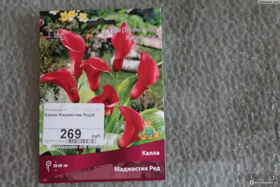 Калла (Zantedeschia) 40 см - купить в Минске с доставкой, цена и фото в  интернет-магазине Cvetok.by