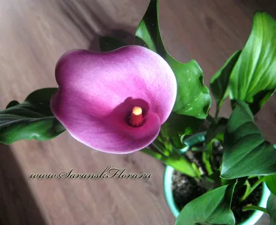 Зантедеския (Калла, Белокрыльник) | Calla (Zantedeschia) Elliottiana