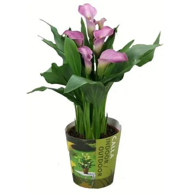 Калла (Calla) микс в горшке купить в Лунинце, закажи, а мы доставим.