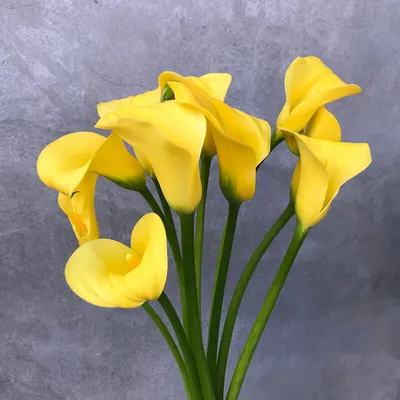 Каллы : CALLA-ZANTEDESCHIA- Калла-Зантедеския желто-красная