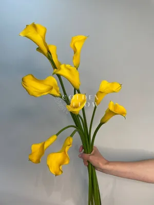 Купить Калла 14*40 желтая оптом | Paeonia