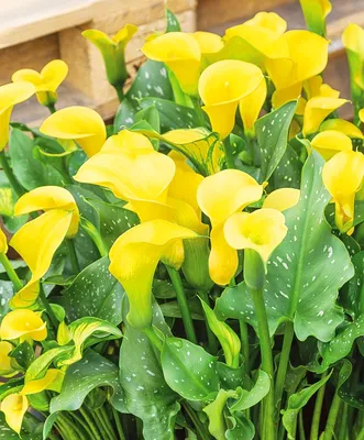 Жёлтые каллы по цене 473 ₽ - купить в RoseMarkt с доставкой по  Санкт-Петербургу