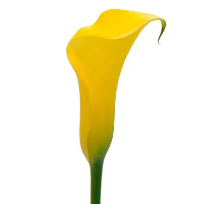 Калла желтая (yellow Сalla) - купить в Минске с доставкой, цена и фото в  интернет-магазине Cvetok.by