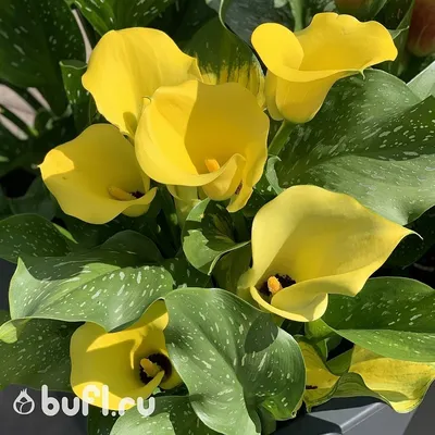 Калла желтая красивая: 400 грн. - Сад / огород Днепр на Olx