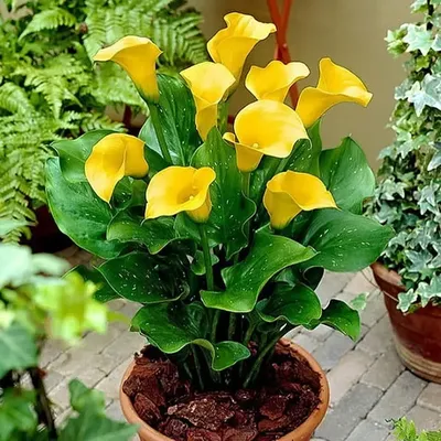 Калла желтая
