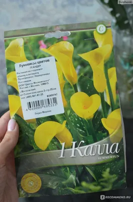 Изящная и трогательная тропинка кала в вашем саду - полезные статьи о  садоводстве от Agro-Market