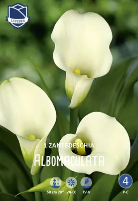 Желтая калла 3D Модель $39 - .max .fbx .obj - Free3D