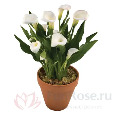 Калла комнатная - Zantedeschia. Уход за каллой, описание видов, выращивание  зантедескии