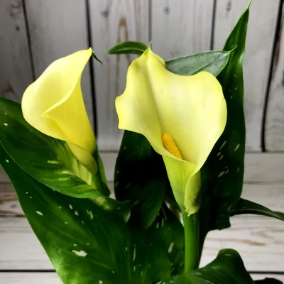 Калла (Calla) микс в горшке купить в Лунинце, закажи, а мы доставим.