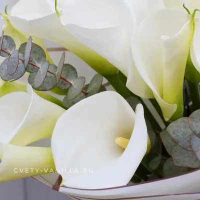Свадебный букет из 15 белых калл купить в Минске - LIONflowers
