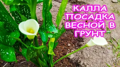белые цветки каллы в ботаническом саду Стоковое Фото - изображение  насчитывающей урожай, красивейшее: 221384100