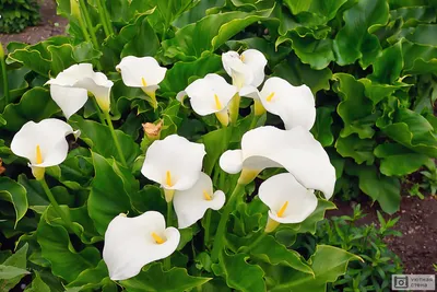 белые цветки каллы в ботаническом саду Стоковое Изображение - изображение  насчитывающей свеже, цветасто: 221384105