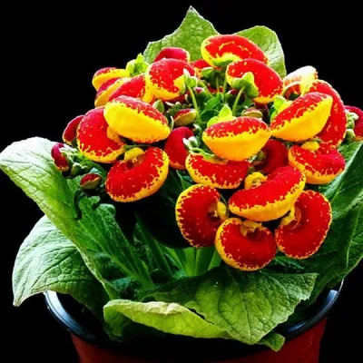 Кальцеолярия: красочные фотографии растения для скачивания